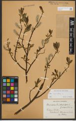 Foto von Salix phylicifolia L.